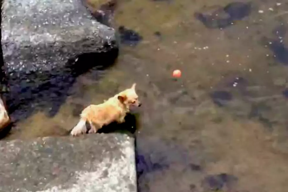 Watch the Cutest Little Dog Ever Play Fetch With Himself and Keeps Us Entertained as Well