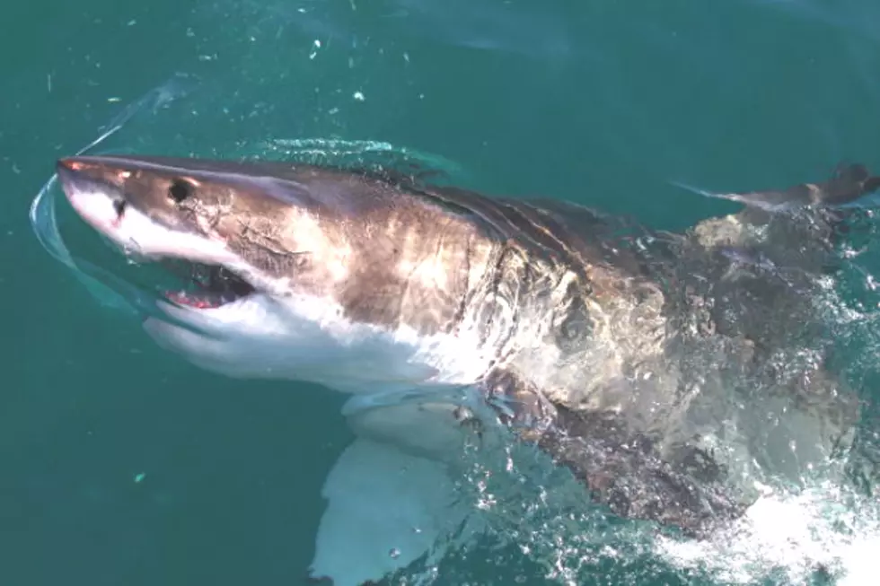 A Great White Shark Swiming Dangerously Close to a Paddleboarder is Caught on Video