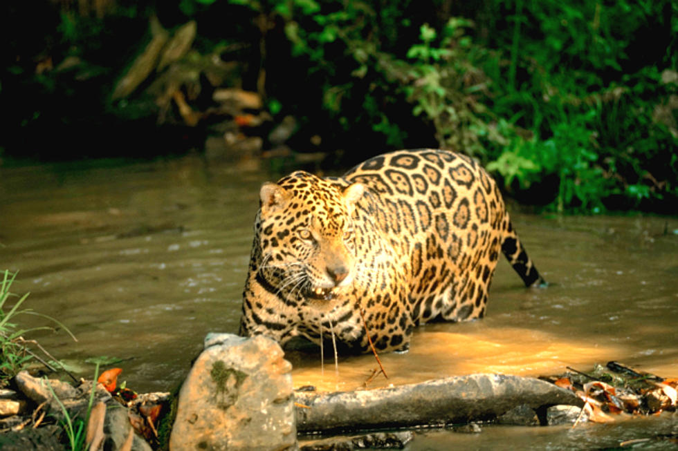Watch a Jaguar Stalk, Attack and Kill a Caiman Crocodile
