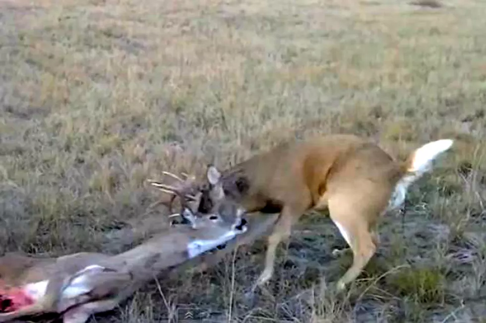 Two Whitetail Deer Fighting Get Tangled Up and Then Have to be Rescued From Coyotes