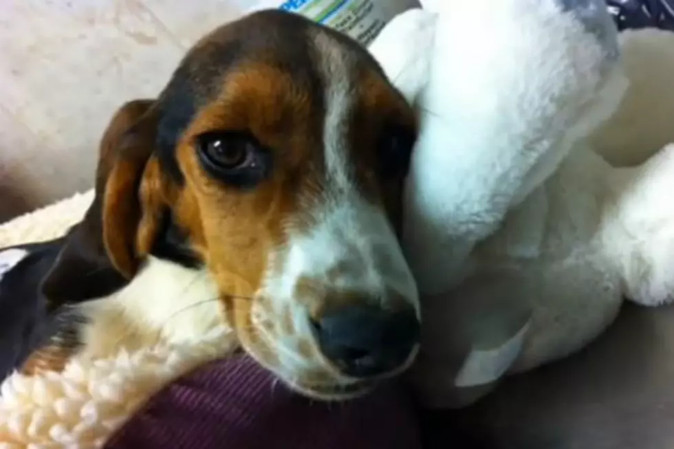 This is the Video Story of “Daisy, the Little Pup Who Believed” She Would Walk Again