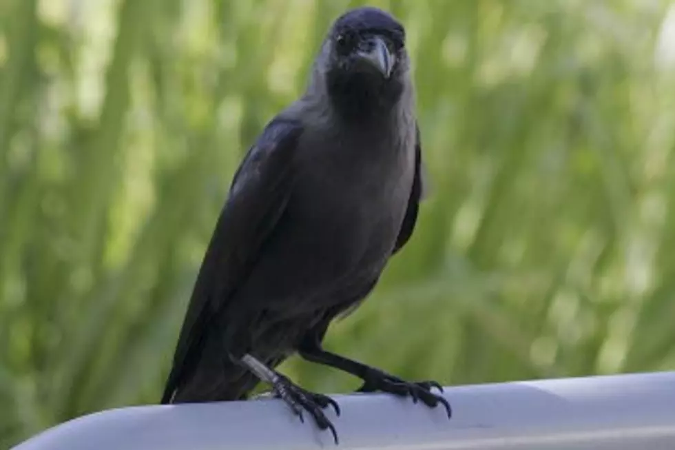 A Black Crow Named “007” Proves That Birds Really Are Smart