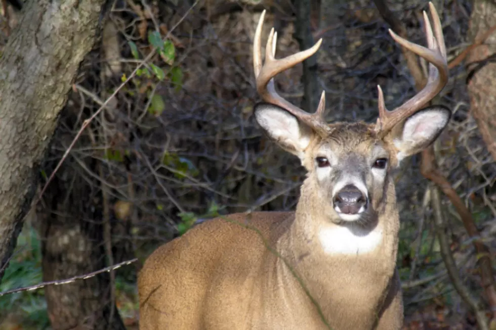 Is This the Case of a Lousy Shooter or a Deaf Deer? You be the Judge