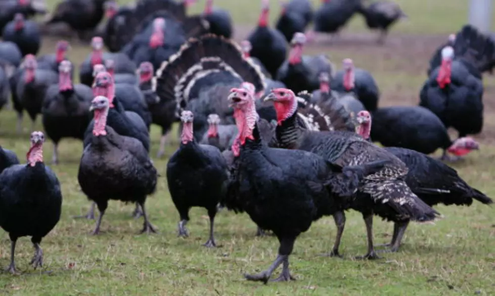 The National Wild Turkey Federation Lists Texas in the &#8220;Turkey Hunting&#8217;s Top Ten States&#8221;