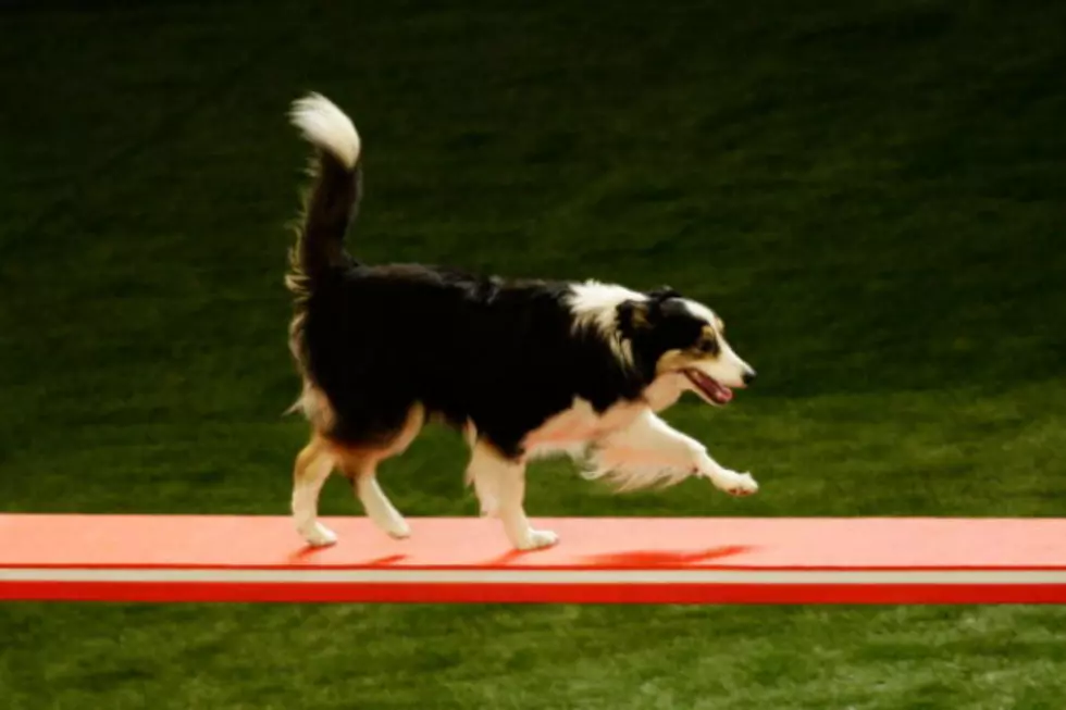 Jumpy the Border Collie Mix Was a Rescued Dog That is a Super Star Now