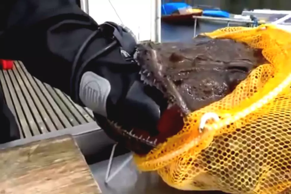 A Man Sticks His Hand in a Fish That Has a Mouth Full of Razor Sharp Teeth