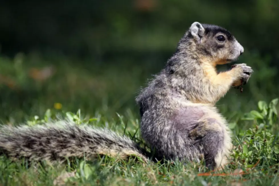 A Squirrel Attacks a Snake, and the Squirrel Wins