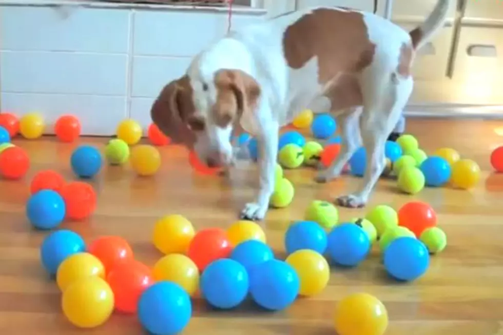 Dog Gets 100 Birthday Balls