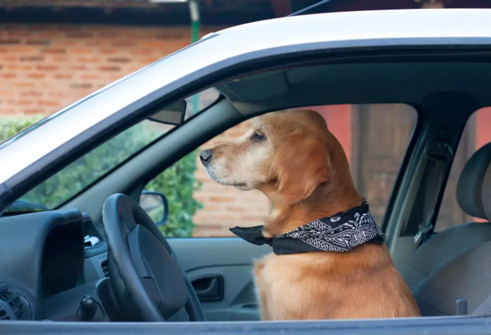 Subaru Commercial of Dogs Driving is Hilarious