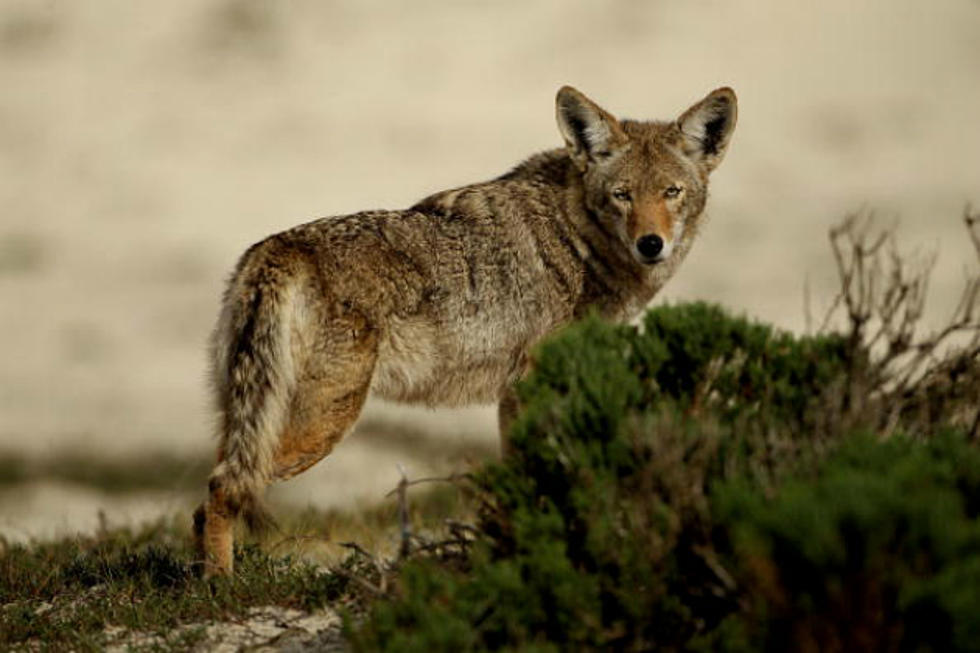 A Man is Terrorized by a Pack of Coyotes While Walking His Dog