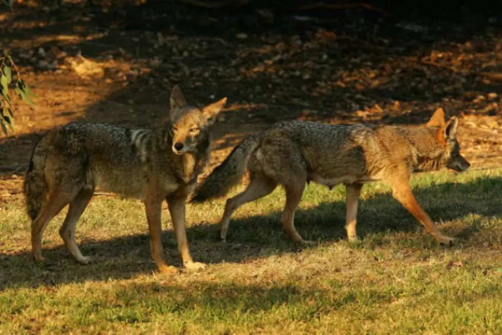 A Man is Terrorized by a Pack of Coyotes While Walking His Dog