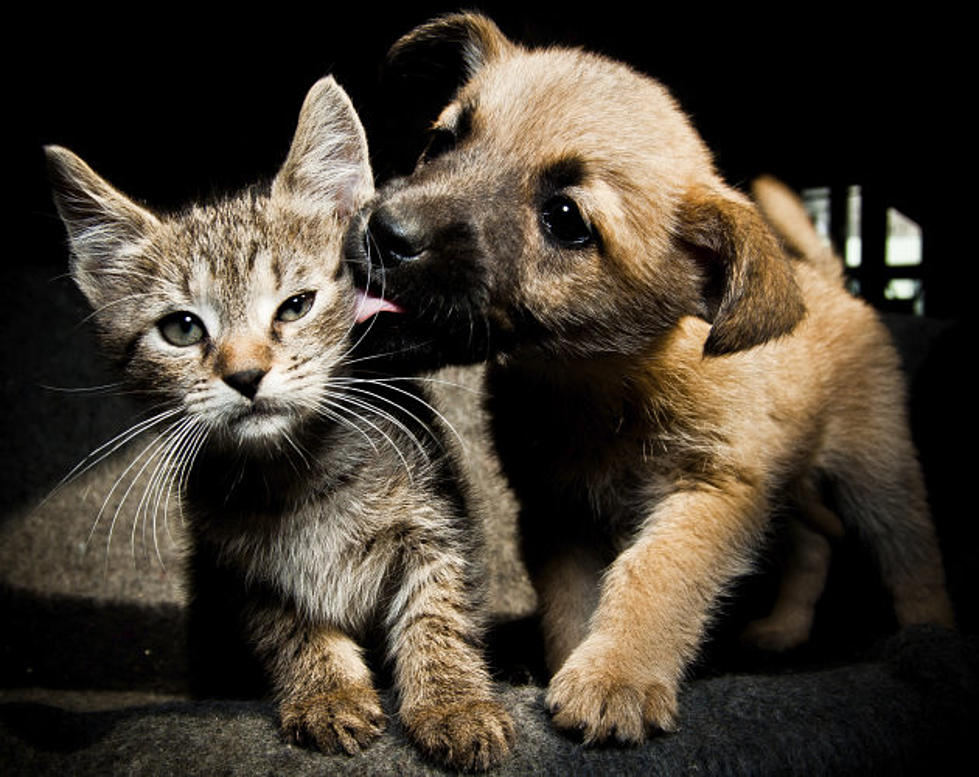 Adopt a Cat or Dog at the Petsmart National Adoption Event This Weekend in Abilene [UPDATE]