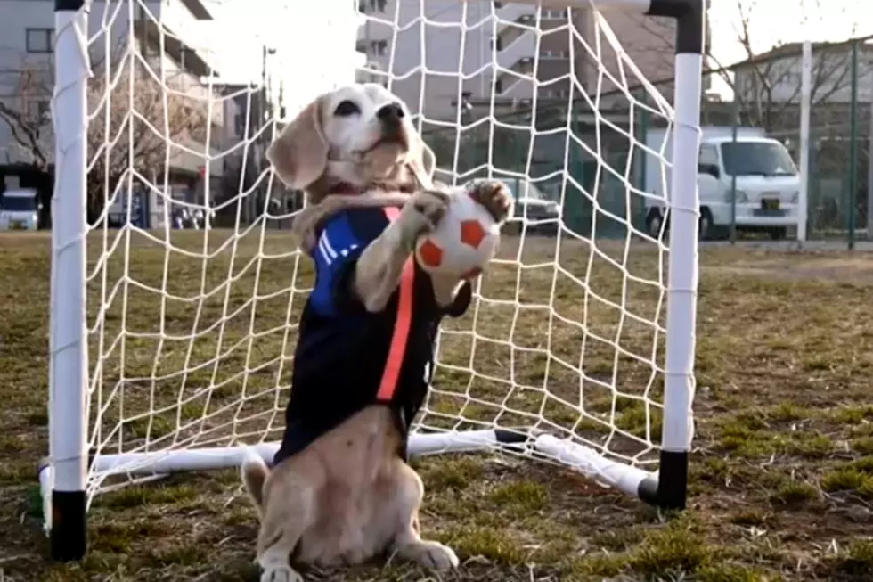 Purin is an Adorable Soccer Playing Beagle That Plays Like a Pro