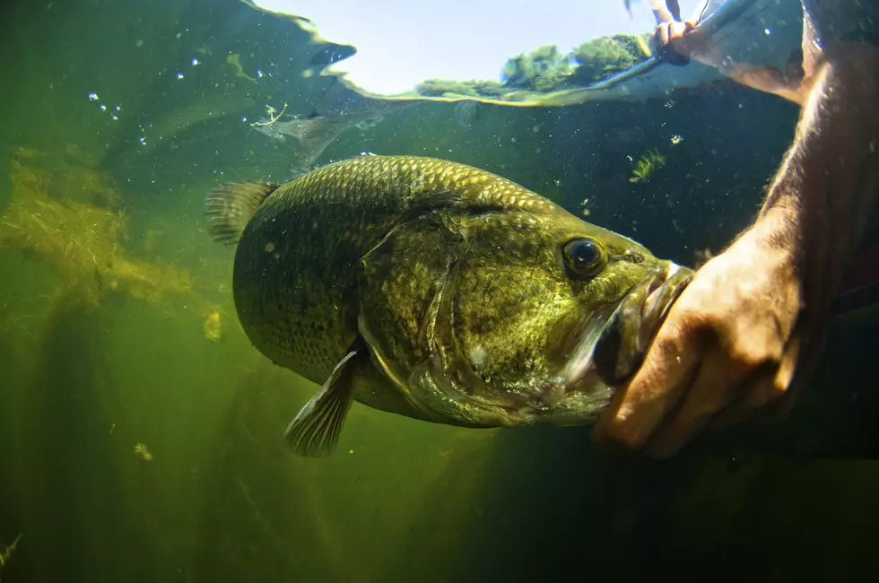 Man Demonstrates How to Catch a Fish By Hand