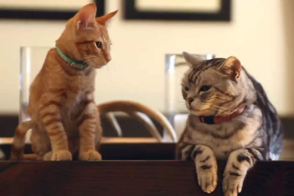 New Television Commercial Brings Back the Hilarious &#8216;Dear Kitten&#8217; Ads
