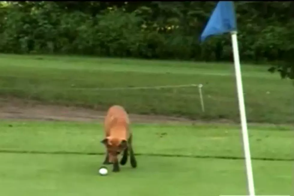 Watch This Adorable Young Fox Playing With a Golf Ball