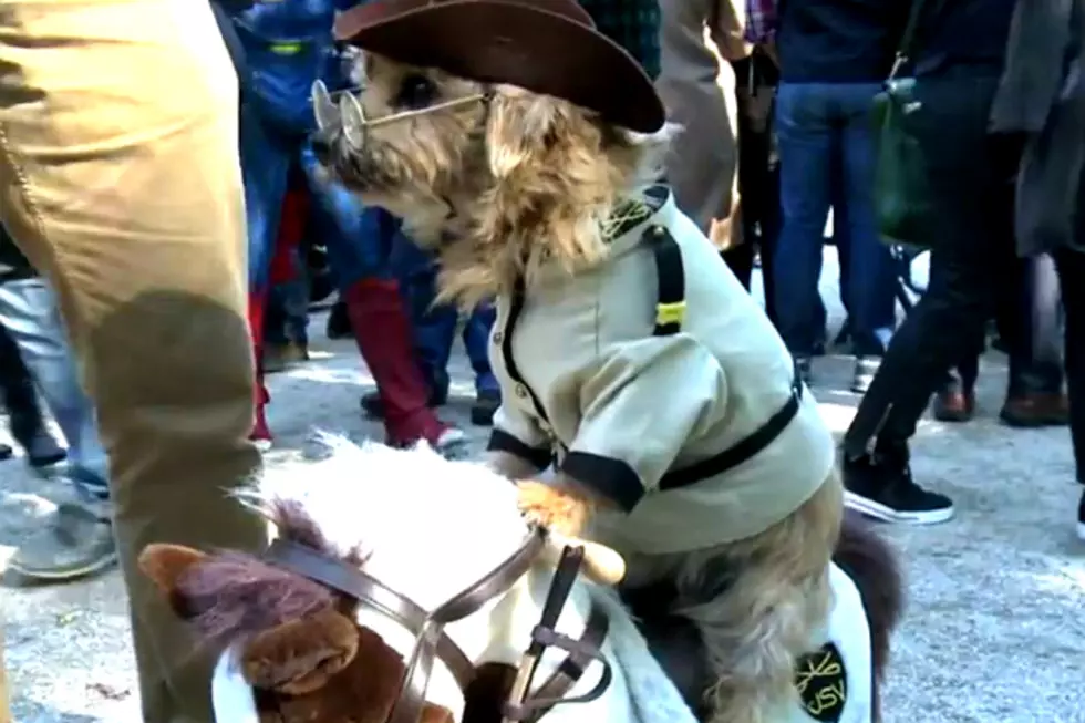 New York Pet Owners Dress Up Their Dogs for the Halloween Dog Parade