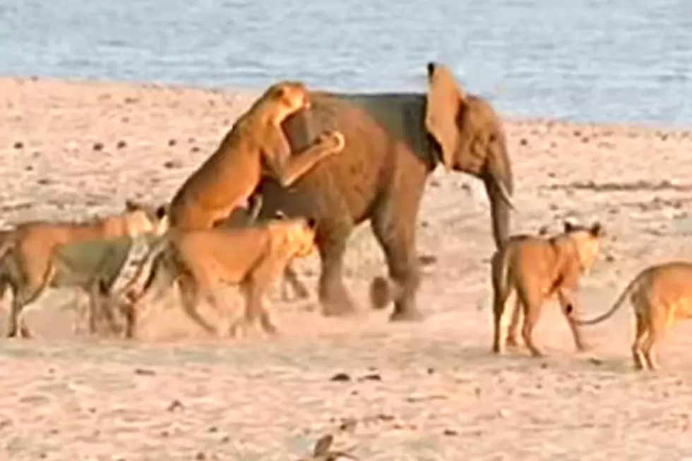Watch as a Baby Elephant is Attacked by a Pride of 14 Lions