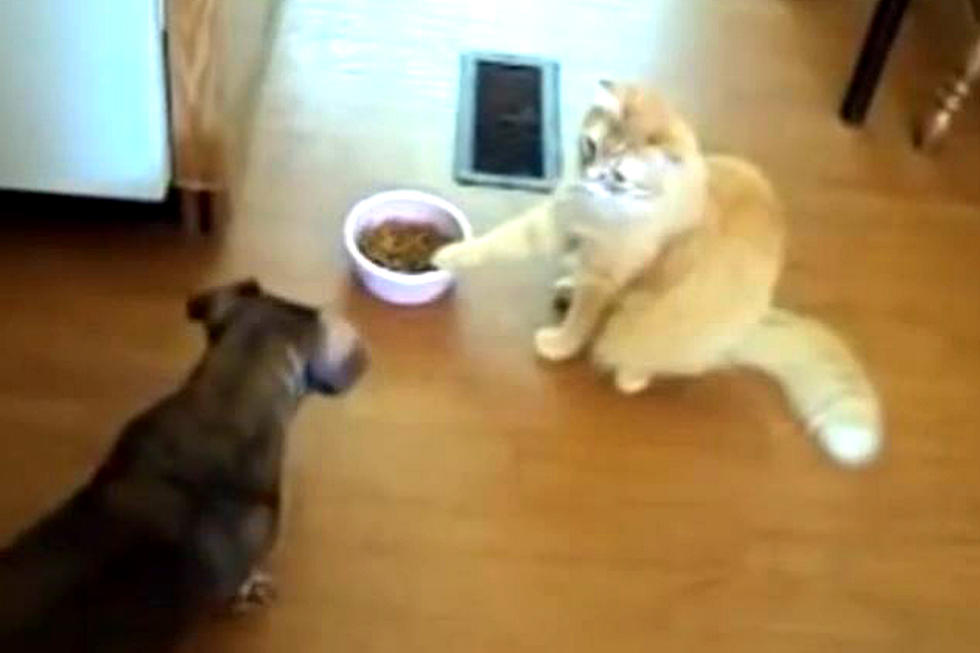 Cats Steals Dog Food
