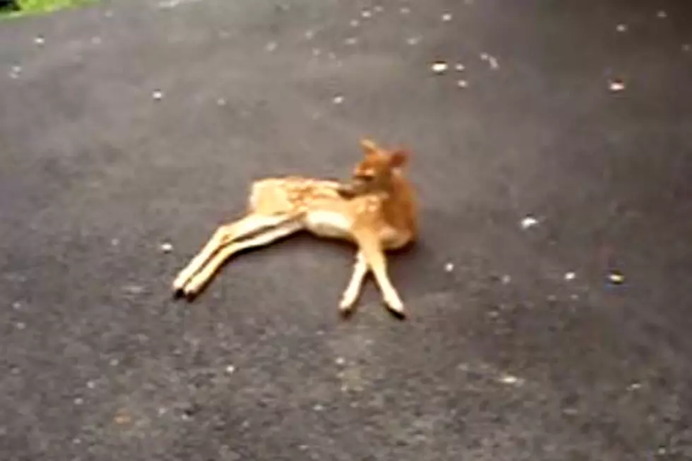 Here’s what a Baby Deer With Rabies Looks and Acts Like