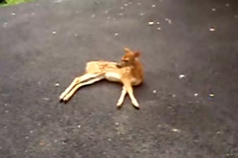 Here&#8217;s what a Baby Deer With Rabies Looks and Acts Like