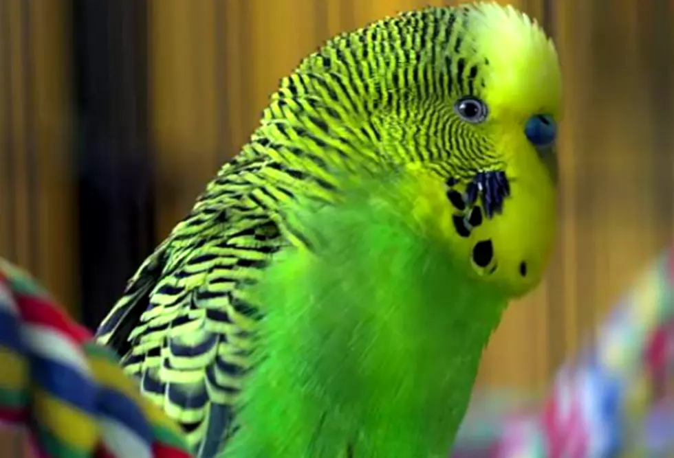 This Super Smart Parakeet Named Disco Will Amaze You With His Vocabulary