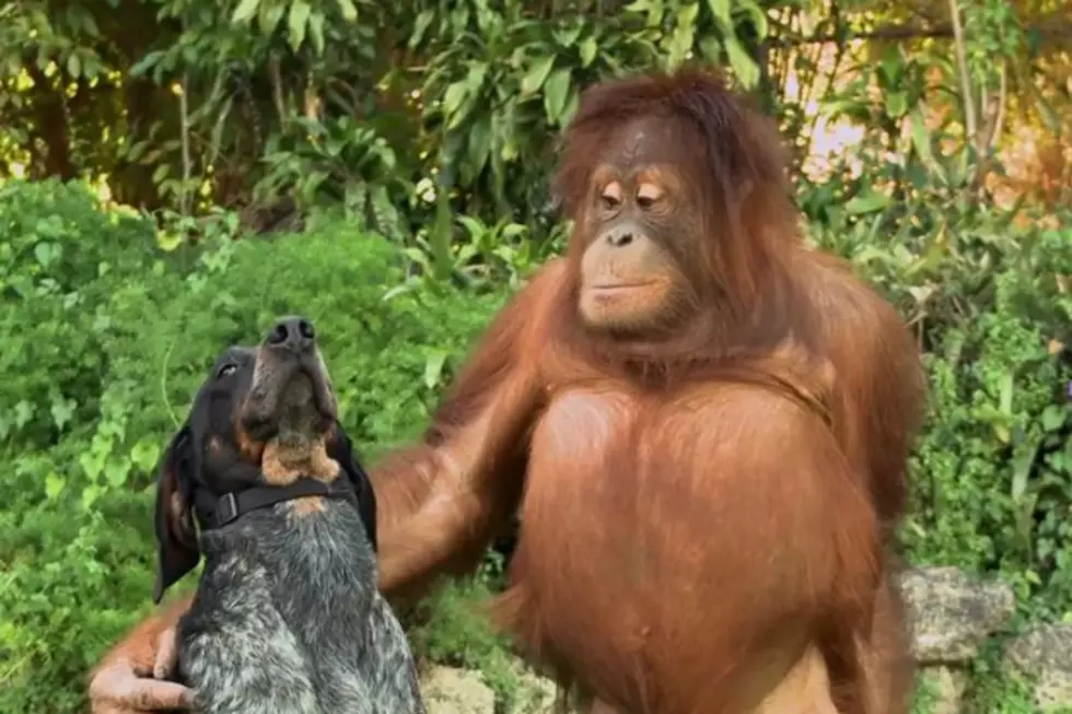 The New Android TV Commercial ‘Friends Furever’ is by Roger Miller