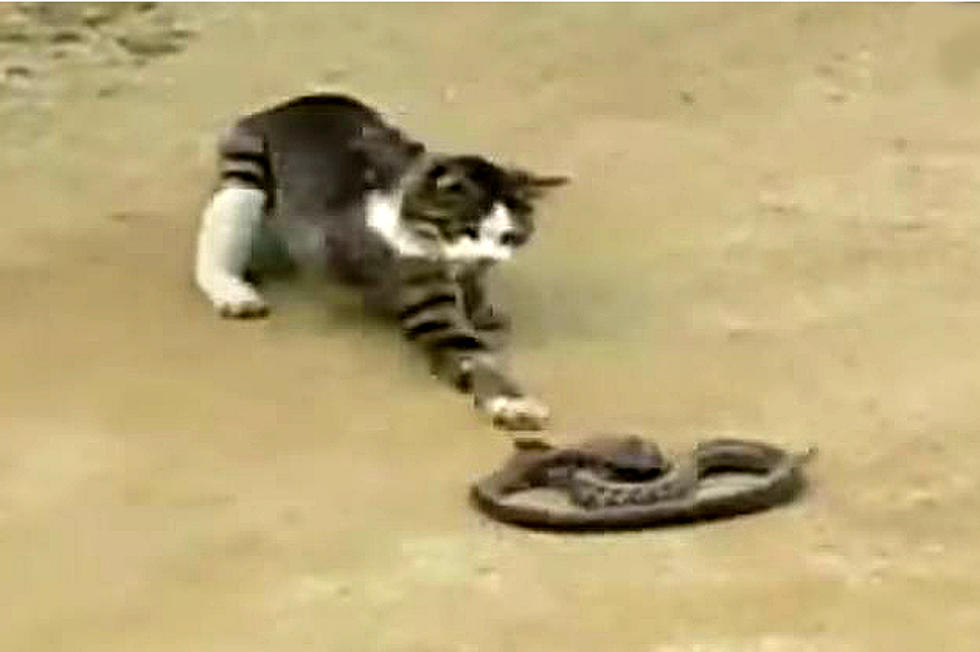 See Who Wins in This Cat Versus Snake Death Match