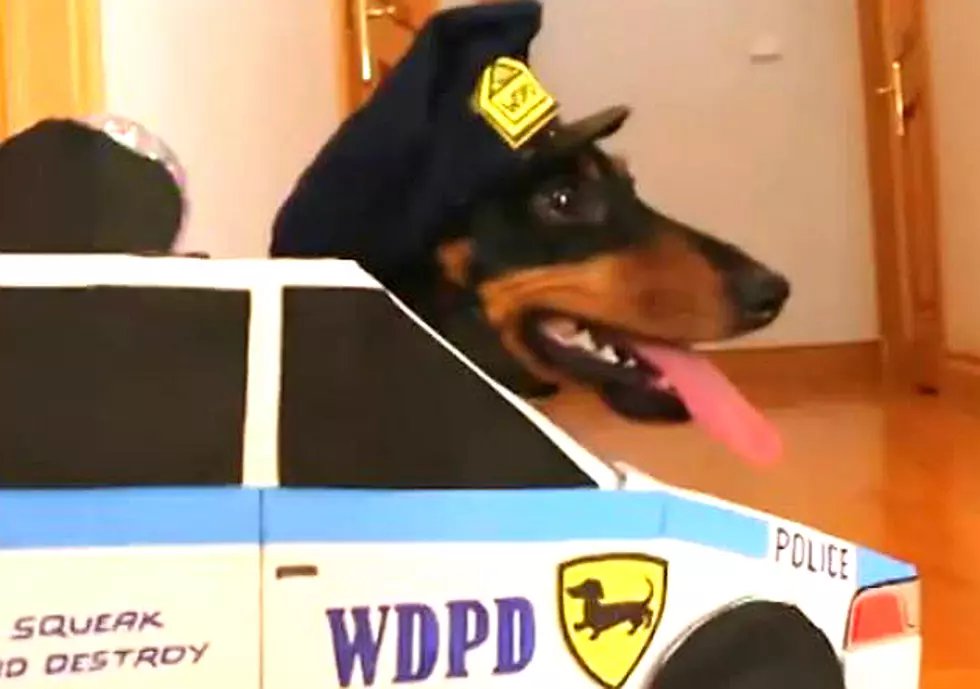 Watch Two Adorable Dachshunds Playing &#8216;Cops and Robbers&#8217;