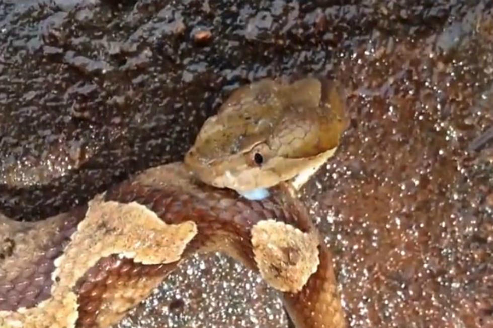 Watch a Beheaded Snake Bite Itself