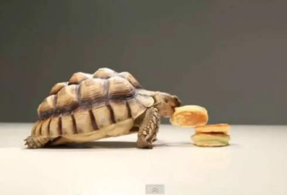 Tiny Tortoise Likes to Eat Pancakes and It’s Simply Adorable