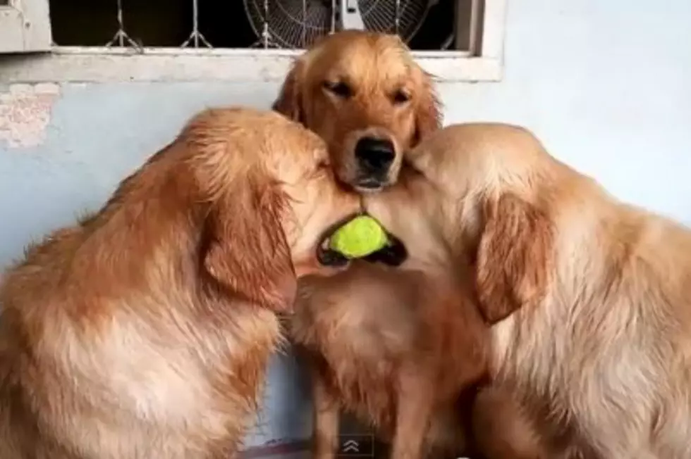 Two Dogs Play Tug of War, Third Dog Referees