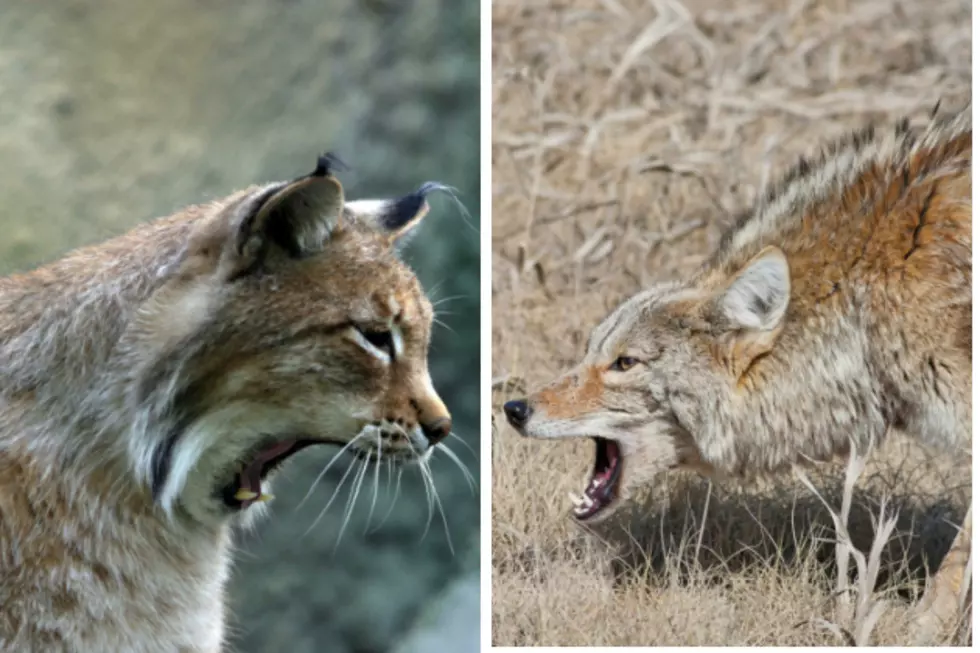 Bobcat and Coyote Standoff