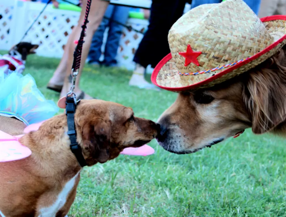 Check out This Photo Gallery of Previous Dachshund Races