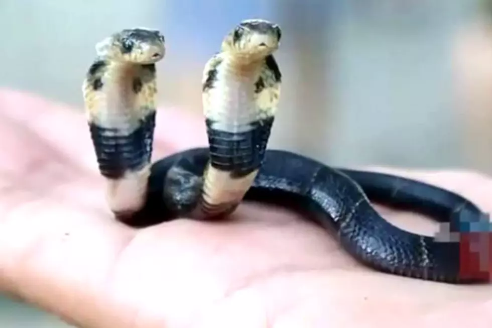 Check Out This Rare Two Headed Cobra