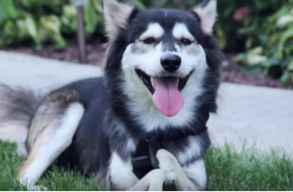 Dog Gets 3D Printed Prosthetic Legs and Runs Like a Champ