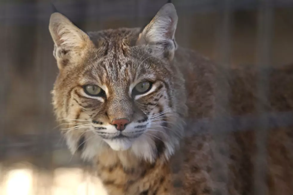 Adorable Family Pet is Fatally Mauled in His Own Backyard by a Wild Bobcat