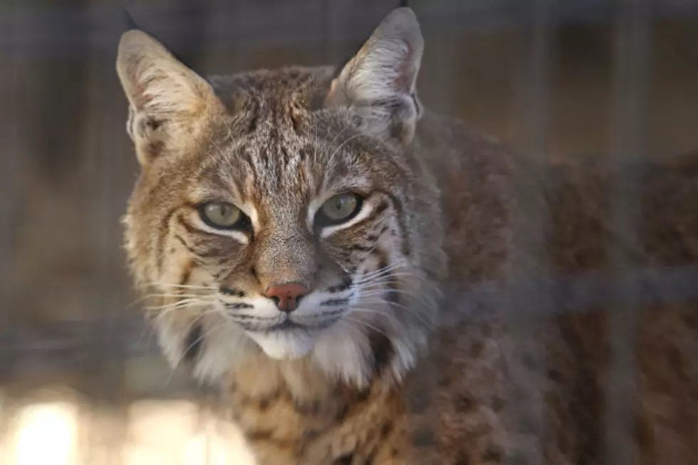 Two Good Ole Boy Samaritans Release a Trapped Bobcat