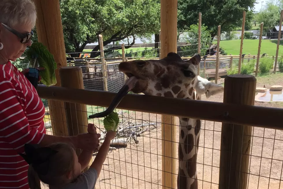 Summer Camps at the Abilene Zoo Will Keep the Kids Happy and Busy