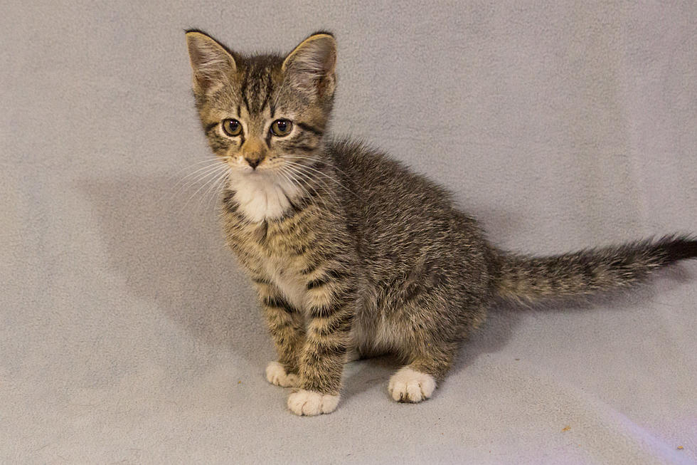 Abilene Animal Shelter is Full of Kittens for Sale