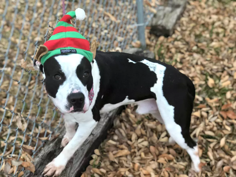 It’s the Abilene Animal Shelter’s 12 Days of Christmas Sale