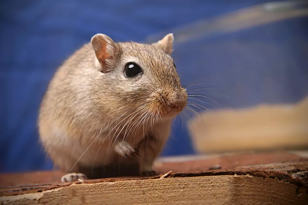 A Mouse Only Needs a Hole the Size of a Dime to Get in Your Home