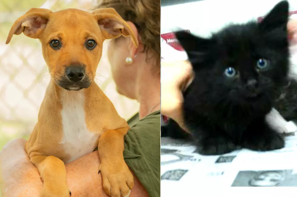 Free Pet Adoptions This Week From the Abilene Animal Shelter