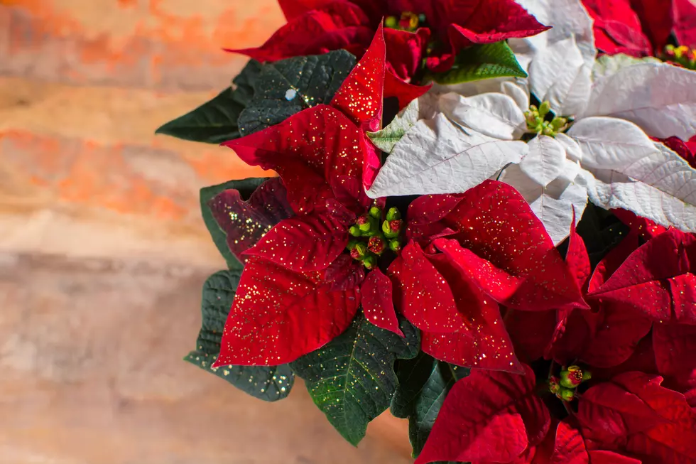 Christmas star red and white poinsettia flowers, Christmas decoration