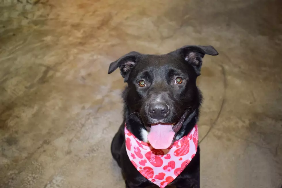 Don&#8217;t Miss Out on the Valentine&#8217;s Day Sale at the Abilene Animal Shelter