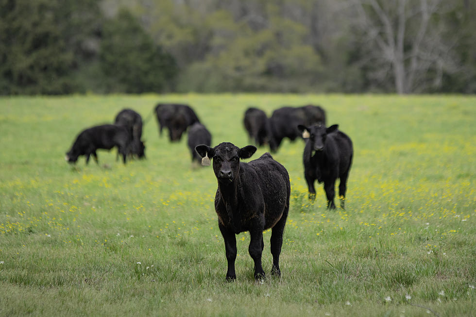 Sweetwater Man’s Scams Are Straight Out of the Wild West