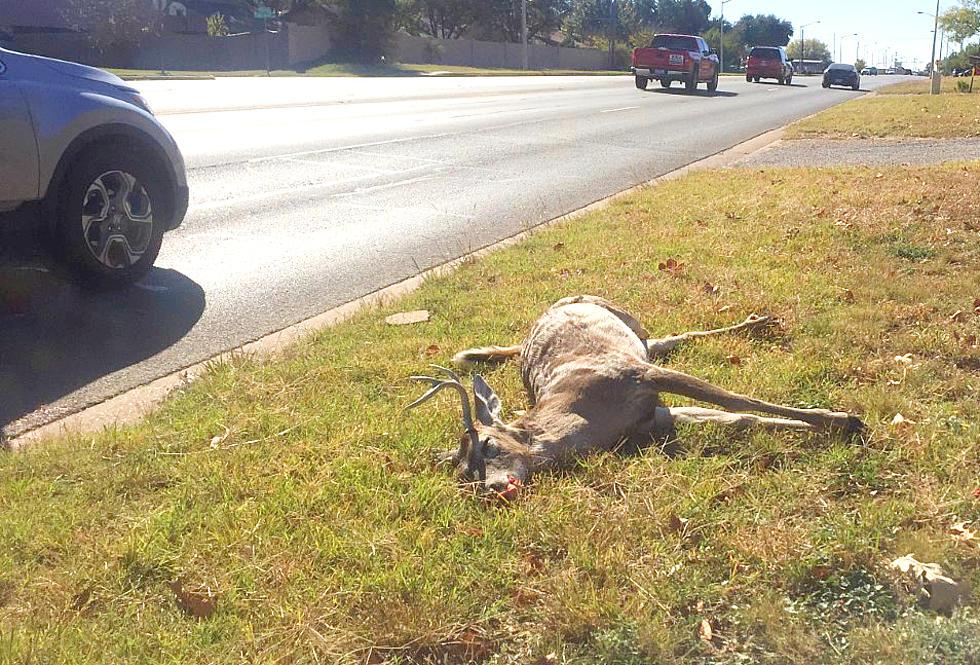 Know What To Do Legally If You Hit A Deer With Your Car In Texas