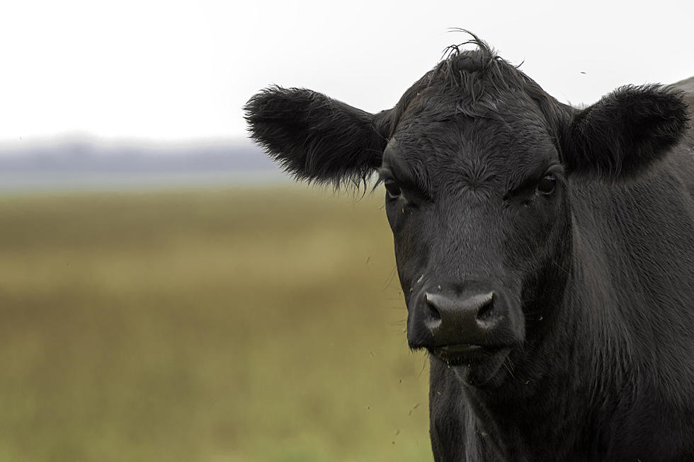 Big Country Cattle Rustler Indicted for Falls County Theft, More Charges Pending