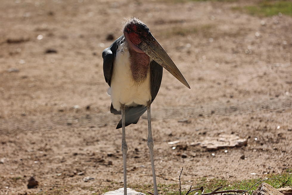 The Abilene Zoo Is Immediately Protecting Its Birds From The Avian Flu