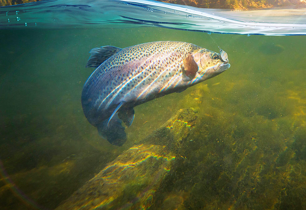 Rainbow Trout Fishing Is Back in Abilene and The Big Country